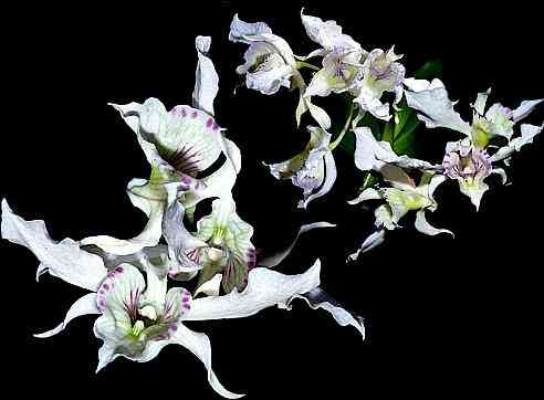 Dendrobium rhodostictum